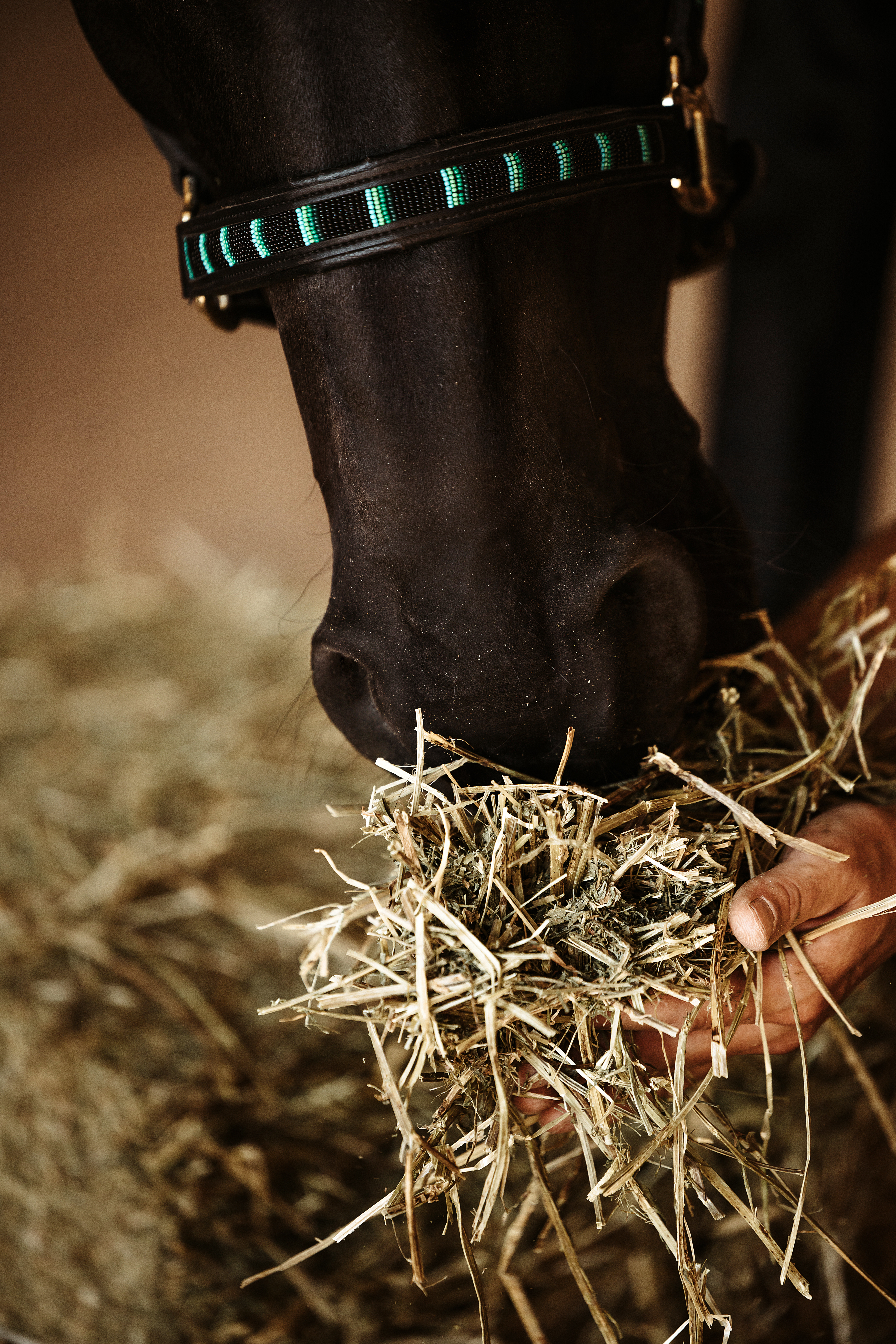 Probeballen Luzerne "Best Alfalfa®"