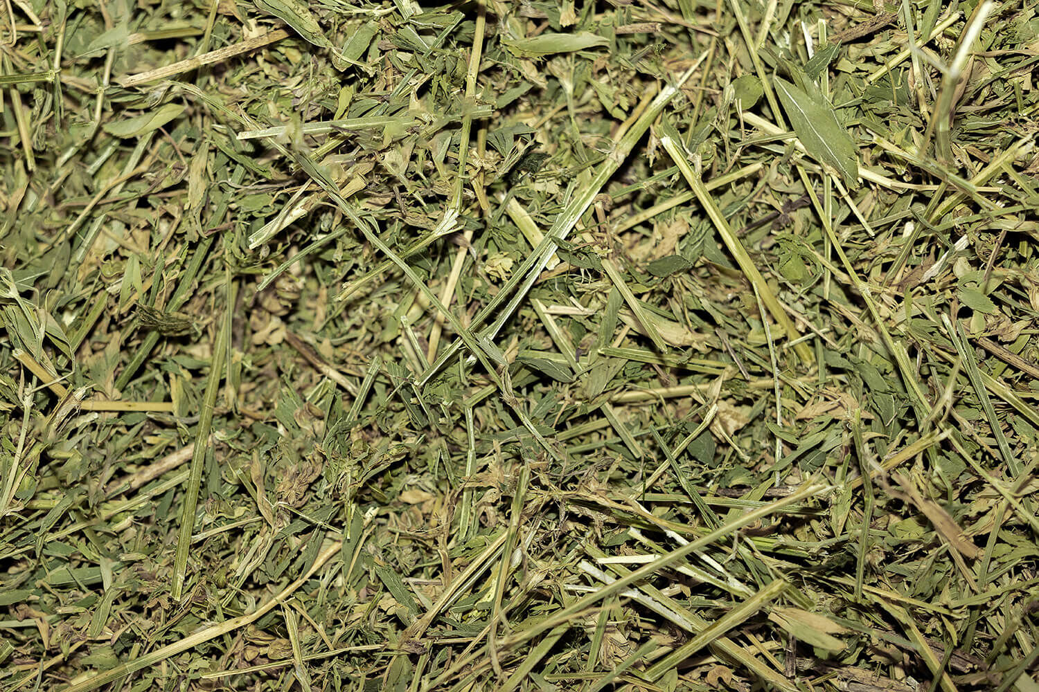 Luzerne "Best Alfalfa®"