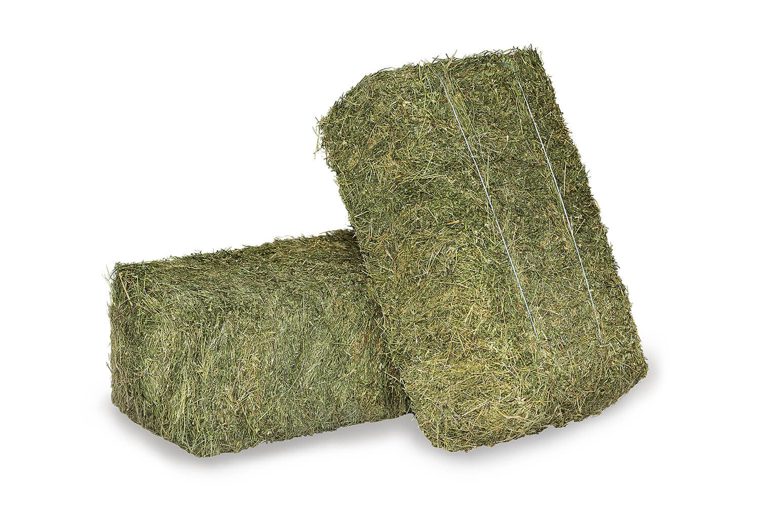 Luzerne "Best Alfalfa®"