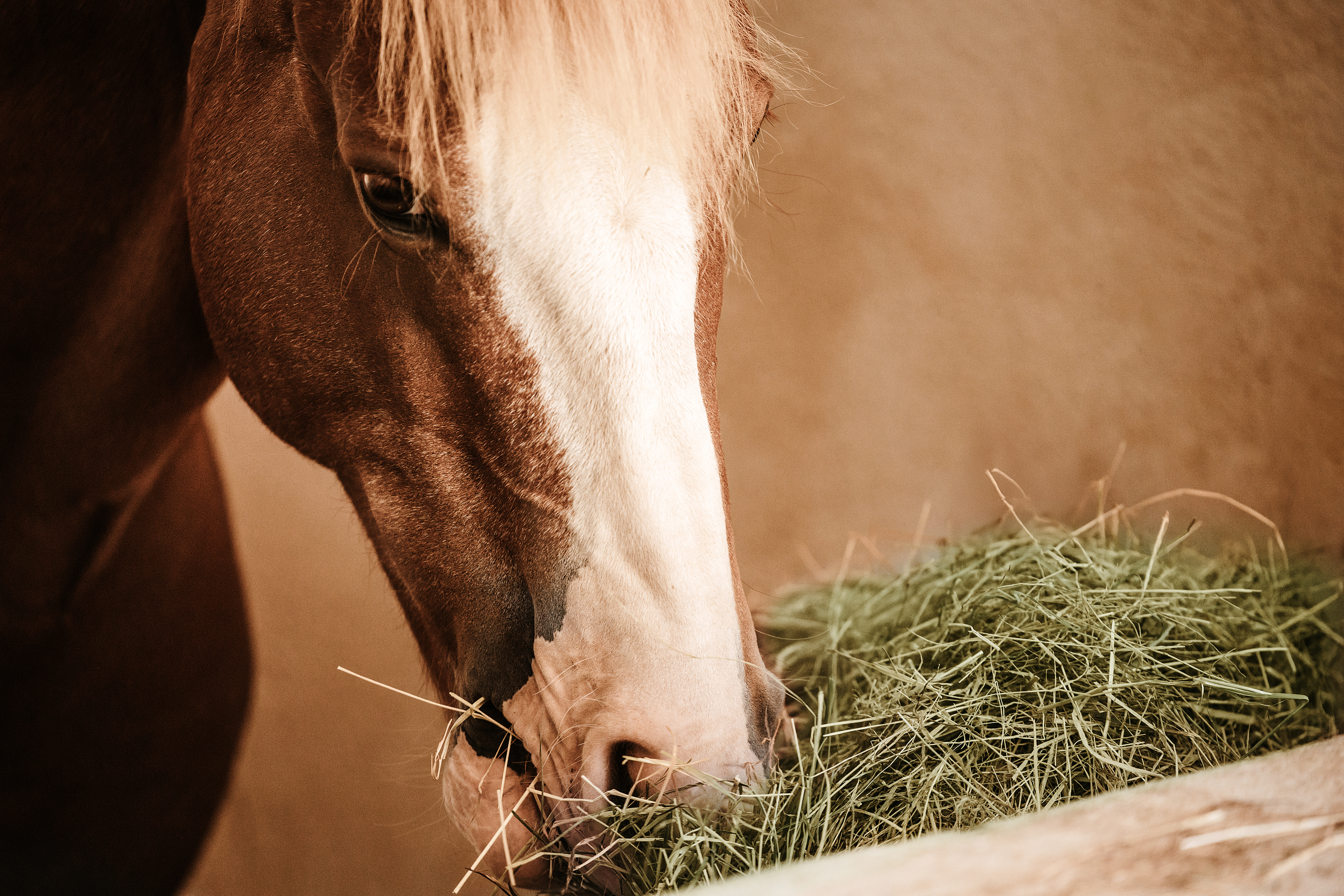 1. Schnitt Heu - Bio-Qualität